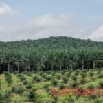 Warga Bengkulu Utara Minta APH Usut Tuntas Dugaan Penyimpangan Dana Replating Sawit 