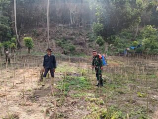 Babinsa Koramil 02/Sukakarya Bantu Warga Semprot Herbisida, Lahan Cabai Lebih Terawat