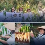 Kerja Nyata Dukung Ketahanan Pangan, Bapas Saumlaki Gelar Panen Raya Jagung