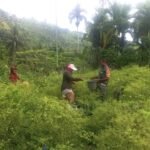 Babinsa Turun Tangan, Panen Cabai Rawit di Gampong Paya Kian Semangat