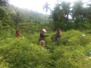 Babinsa Turun Tangan, Panen Cabai Rawit di Gampong Paya Kian Semangat