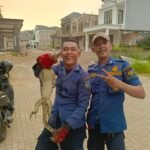 Tim Rescue Damkar Kota Tangsel Evakuasi Seekor Biawak Sembunyi di Mesin Mobil Warga Perumahan The View Bintaro 