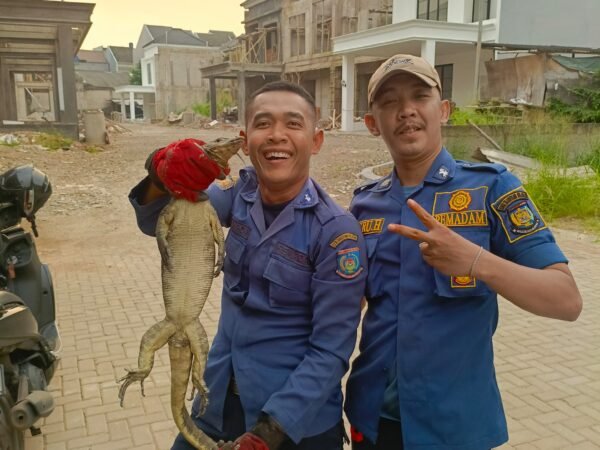 Tim Rescue Damkar Kota Tangsel Evakuasi Seekor Biawak Sembunyi di Mesin Mobil Warga Perumahan The View Bintaro 
