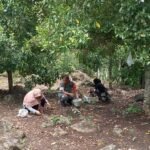 Dari Kebun untuk Ketahanan Ekonomi, Babinsa Keuneukai Dampingi Warga Panen Cengkeh