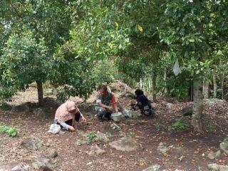 Dari Kebun untuk Ketahanan Ekonomi, Babinsa Keuneukai Dampingi Warga Panen Cengkeh