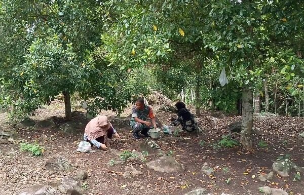 Dari Kebun untuk Ketahanan Ekonomi, Babinsa Keuneukai Dampingi Warga Panen Cengkeh