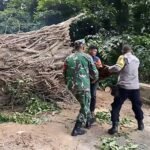 Pohon Tumbang Halangi Jalan, Babinsa Aneuk Laot Ikut Gotong Royong Pembersihan Jalan 