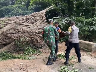 Pohon Tumbang Halangi Jalan, Babinsa Aneuk Laot Ikut Gotong Royong Pembersihan Jalan 
