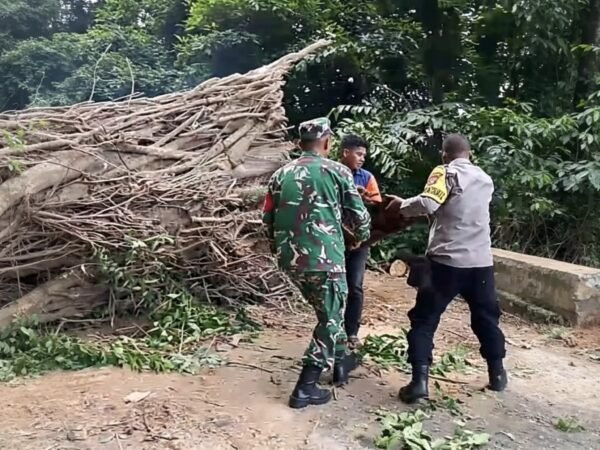 Pohon Tumbang Halangi Jalan, Babinsa Aneuk Laot Ikut Gotong Royong Pembersihan Jalan 