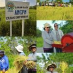 Panen Padi Merah, AMGPM Carry Kandar Perkuat Ekonomi Pemuda