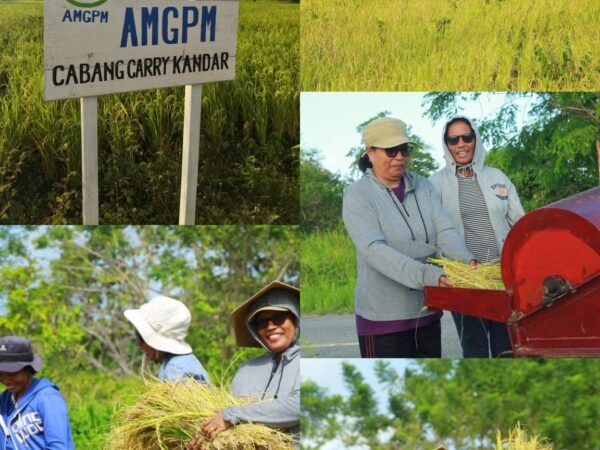 Panen Padi Merah, AMGPM Carry Kandar Perkuat Ekonomi Pemuda
