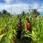 Sinergi Polri dan Masyarakat Sukseskan Panen Raya Jagung Kuartal II Di Desa Wayamli.