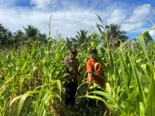 Sinergi Polri dan Masyarakat Sukseskan Panen Raya Jagung Kuartal II Di Desa Wayamli.