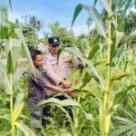 Polsek Logas Tanah Darat Lakukan Pengecekan Tanaman Jagung, Dukung Swasembada Pangan 2026