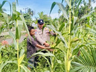 Polsek Logas Tanah Darat Lakukan Pengecekan Tanaman Jagung, Dukung Swasembada Pangan 2026