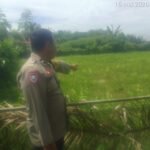 Polsek Pangean Cek Perkembangan Tanaman Jagung Di Desa Padang Kunik