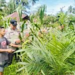 Polsek Hulu Kuantan Cek Perkembangan Tanaman Jagung Ketahanan Pangan Di Desa Tanjung