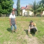 Polsek Logas Tanah Darat Cek Perkembangan Jagung Ketahanan Pangan, Dukung Program Swasembada Pangan Nasional