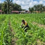 Polsek Logas Tanah Darat Lakukan Pengecekan Tanaman Jagung Di Desa Sukaraja Dukung Swasembada Pangan 2026