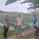 Polsek Benai Koordinasi Persiapan Penanaman Jagung Pipil Di Desa Koto Benai, Dukung Ketahanan Pangan