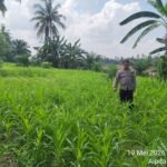 Polisi Cinta Petani Polsek Pangean Cek Perkembangan Tanaman Jagung Di Desa Padang Kunik