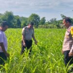 Polsek Kuantan Mudik Cek Tanaman Jagung Pipil, Dukung Program Swasembada Pangan 2026