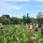 Polsek Hulu Kuantan Cek Tanaman Jagung Di Desa Sungai Kelelawar, Dukung Swasembada Pangan 2026