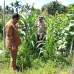 Lahan Tumpang Sari Desa Tandan Sari Berhasil, Jagung Pipil Tumbuh Subur