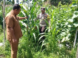 Lahan Tumpang Sari Desa Tandan Sari Berhasil, Jagung Pipil Tumbuh Subur