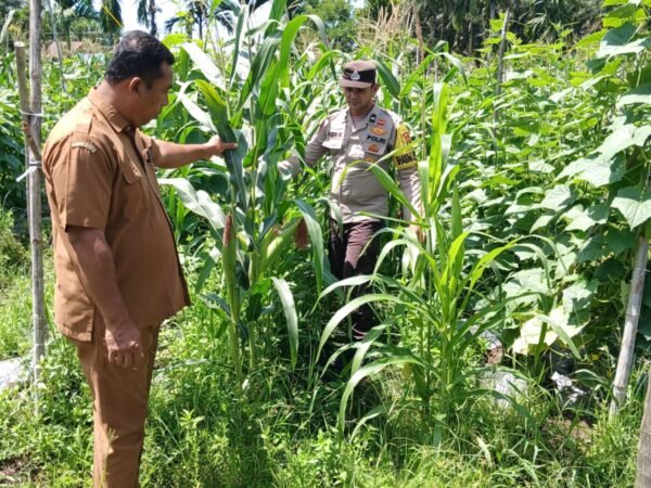 Lahan Tumpang Sari Desa Tandan Sari Berhasil, Jagung Pipil Tumbuh Subur