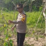Manfaatkan Lahan Produktif, Kapolsek Kudu Tinjau Progres Pertumbuhan Tanaman Uwi Ungu**