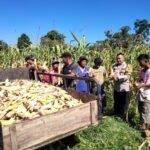 Panen Raya Jagung Pipil Bumdes Matador Desa Kopa Dukung Ketahanan Pangan Nasional
