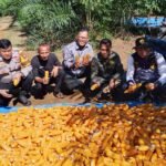 Panen Ketiga Jagung Pipil Di Desa Lubuk Ramo, Wujud Dukungan Ketahanan Pangan Di Kuantan Mudik