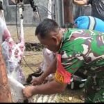 Babinsa Kuta Timu Bantu Penyembelihan Hewan Kurban, Wujud Kebersamaan dan Kepedulian Sosial