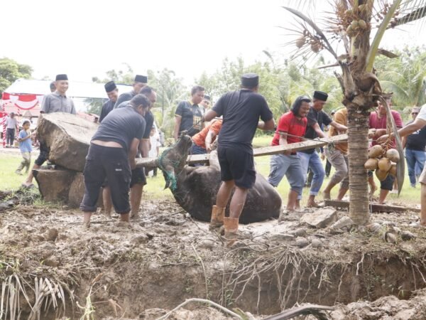 POLRES HALMAHERA SELATAN GELAR PEMOTONGAN DAN PEMBAGIAN HEWAN QURBAN