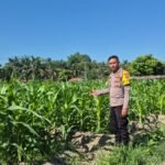 Polisi Cinta Petani, Bhabinkamtibmas Polsek LTD Cek Perkembangan Jagung Pipil Di Desa Sukaraja