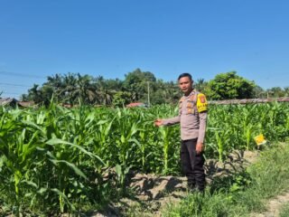 Polisi Cinta Petani, Bhabinkamtibmas Polsek LTD Cek Perkembangan Jagung Pipil Di Desa Sukaraja