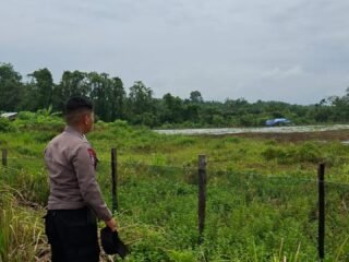 Dukung Ketahanan Pangan Polsek Benai Cek Kesiapan Lahan Penanaman Jagung Pipil Di Desa Benai Kecil