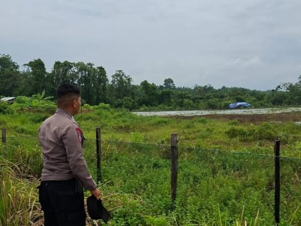 Dukung Ketahanan Pangan Polsek Benai Cek Kesiapan Lahan Penanaman Jagung Pipil Di Desa Benai Kecil