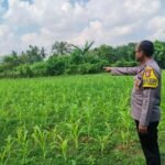 Polsek Pangean Cek Tanaman Jagung Di Desa Padang Kunik, Dukung Swasembada Pangan 2026