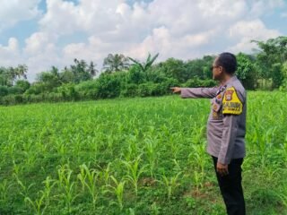 Polsek Pangean Cek Tanaman Jagung Di Desa Padang Kunik, Dukung Swasembada Pangan 2026