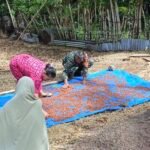 TNI Selalu Dekat dengan Rakyat, Babinsa Paya Seunara Bantu Petani Cengkeh