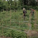 Dukung Ketahanan Pangan, Babinsa Aneuk Laot Dampingi Petani Panen Cabai Rawit