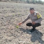 Polsek Kuantan Tengah Tinjau Ketahanan Pangan Jagung Pipil Di Desa Koto Sentajo, Tanaman Tumbuh Baik