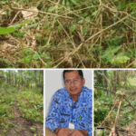 Mantan Asn guru pesiunan dari ranto perapat,pulang kampung karna pensiun.