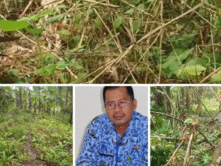 Mantan Asn guru pesiunan dari ranto perapat,pulang kampung karna pensiun.