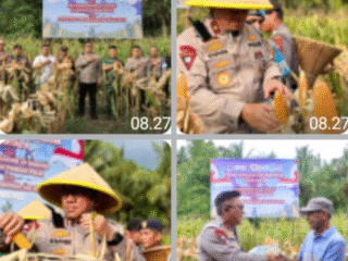 Dukung Swasembada Pangan, Wakapolda Maluku Utara Hadiri Panen Raya Jagung Serentak Kuartal II di Sofifi