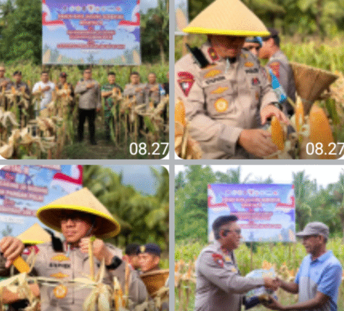 Dukung Swasembada Pangan, Wakapolda Maluku Utara Hadiri Panen Raya Jagung Serentak Kuartal II di Sofifi