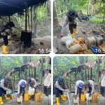 Polsek Gane Barat Kembali Musnahkan Tempat Penyulingan 