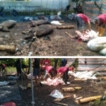 Rumah Qur’an Al-Muwaffaq Desa batukaropaSembelih 16 